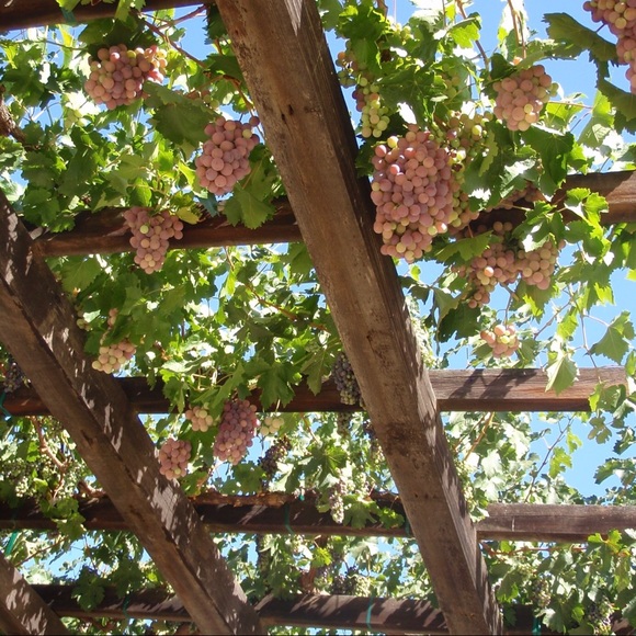 Meet your Posher, Lauri - Picture 1 of 1